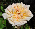 Blumenschmidt's Elfenkönigin rose photo