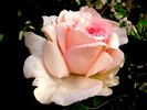 George Sand rose photo