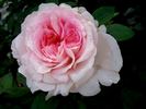 George Sand rose photo