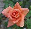 Grimpant Bettina rose photo