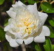 François Foucard rose photo
