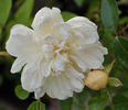 François Foucard rose photo