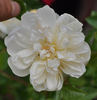 François Foucard rose photo