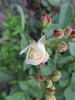 Irene of Denmark rose photo