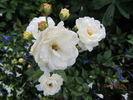 Irene of Denmark rose photo