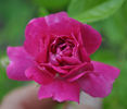 Paul Ploton rose photo