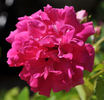 Paul Ploton rose photo