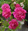 Paul Ploton rose photo