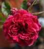 Bonfire rose photo