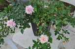Madame Alice Garnier rose photo