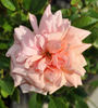 Madame Alice Garnier rose photo