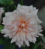 Madame Alice Garnier rose photo