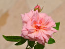 Madame Alice Garnier rose photo