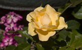 Green 'n' Gold rose photo