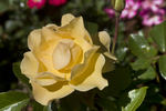 Green 'n' Gold rose photo