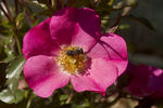 Bullseye rose photo