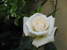 White Nights rose photo