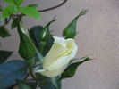 White Nights rose photo