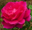 Druschki Rubra rose photo