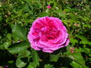 Stratosféra rose photo