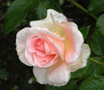 Rural Rhythm rose photo