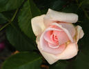 Rural Rhythm rose photo