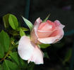 Rural Rhythm rose photo