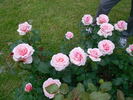 Angel eyes rose photo