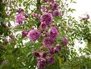 Schloss Friedenstein rose photo