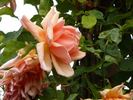 Countess Vandal, Cl. rose photo
