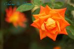 Charme de Vienne rose photo
