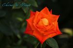Charme de Vienne rose photo