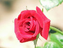 Miss Flippins ™ rose photo