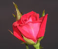 Miss Flippins ™ rose photo