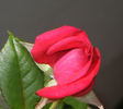 Miss Flippins ™ rose photo