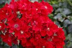 Alpenglühen rose photo