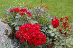 Alpenglühen rose photo