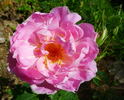 Windflower rose photo