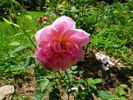 Windflower rose photo