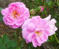 Nymphe Egeria rose photo
