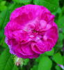 Bacchante rose photo