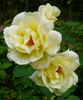 Jitka rose photo