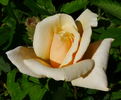 Jitka rose photo