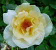 Jitka rose photo