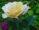 Jitka rose photo