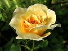 Amiable Blush rose photo