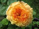 Amiable Blush rose photo