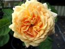 Amiable Blush rose photo