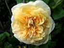 Amiable Blush rose photo