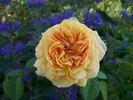 Amiable Blush rose photo